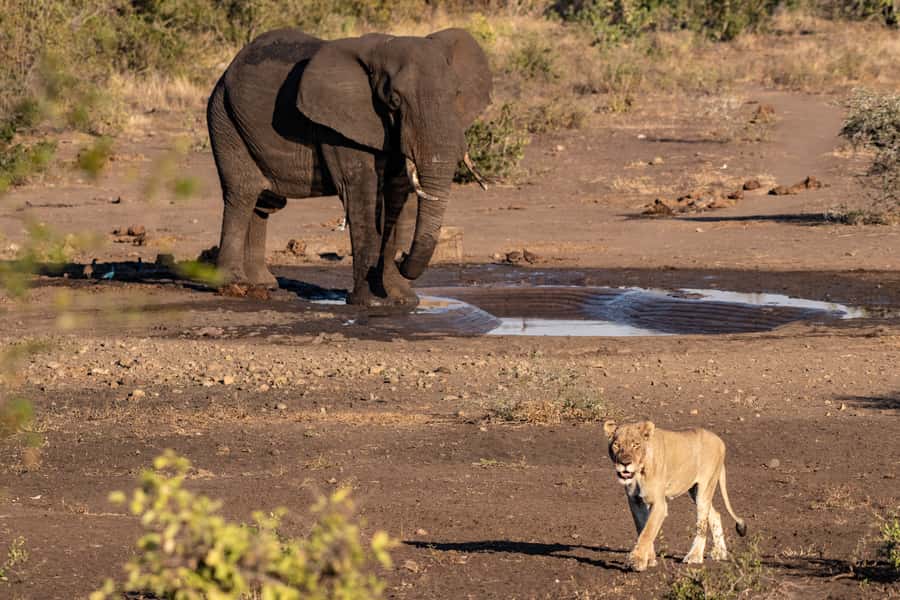 Full-Day Private Big 5 Safari in Kruger National Park - After lunch, waterholes and riverbanks: where the action gathers