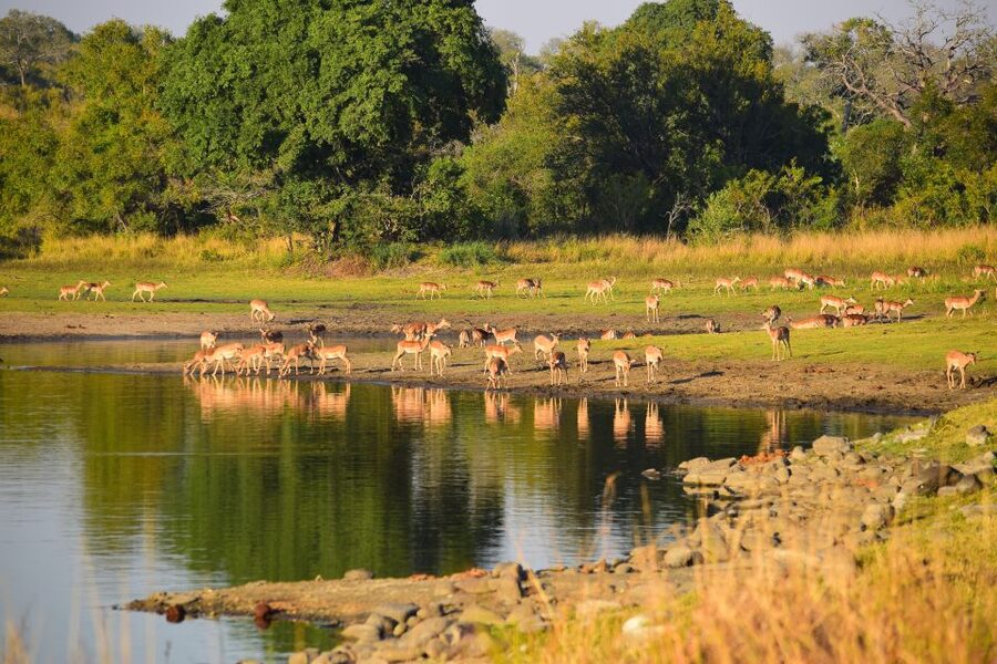 Full-Day Private Big 5 Safari in Kruger National Park - What’s included, and what you need to plan for