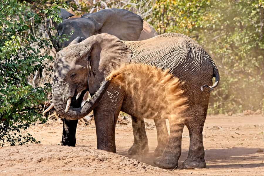 Full-Day Private Big 5 Safari in Kruger National Park - Price and value: $399 per group up to 10, plus park fees