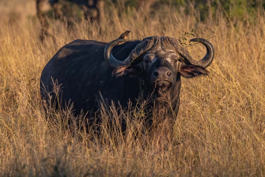Full-Day Private Big 5 Safari in Kruger National Park - Who this safari fits, and who should skip it