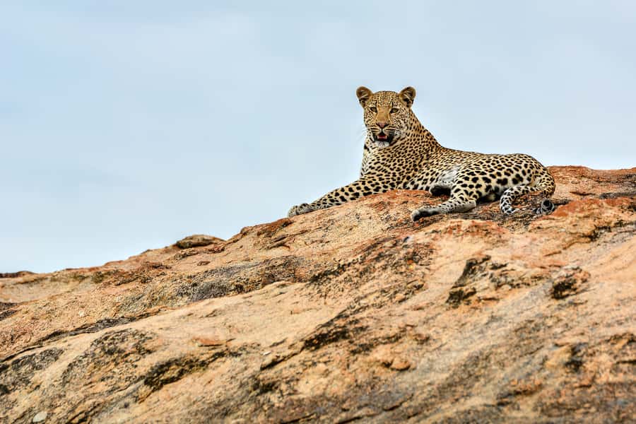 Full-Day Private Big 5 Safari in Kruger National Park - Your guide is the real engine of the day
