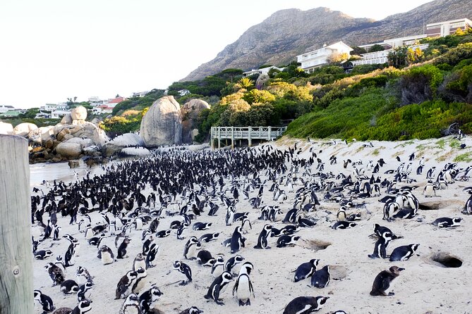 Full-Day Private Robben Island, Penguins & Cape of Good Hope Tour - A full-day route that links Mandela’s story to the Cape Peninsula