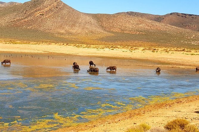 Full-Day Safari Aquila Game Reserve from Cape Town - Breed Valley and Hex Valley: export grapes, smaller towns, and the drive feel