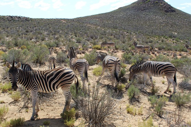Full-Day Safari Aquila Game Reserve from Cape Town - Food and drinks: why the buffet plan works for a full day