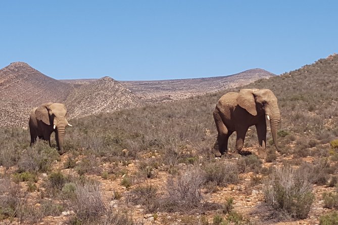 Full-Day Safari Aquila Game Reserve from Cape Town - Morning logistics: 6:30 am start, air-conditioned comfort, and a big time commitment