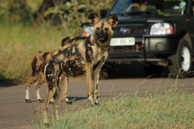 Full Day Safari in the Kruger National Park from Hazyview - Your 11-hour Kruger plan from Hazyview starts before sunrise
