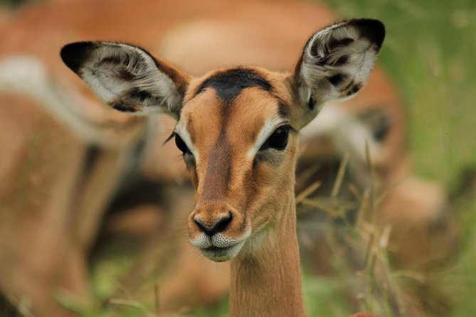 Full Day Safari in the Kruger National Park from Hazyview - What’s included, and what you’ll need to bring