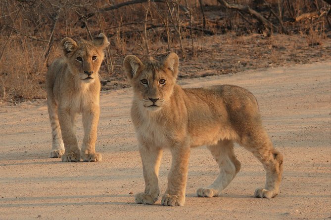 Full Day Safari in the Kruger National Park from Hazyview - The morning hits: what you might see before lunch
