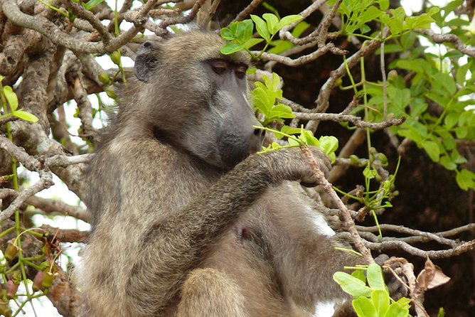 Full Day Safari in the Kruger National Park from Hazyview - The afternoon drive: where sightings can surge