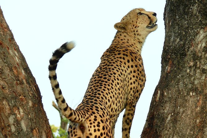 Full Day Safari in the Kruger National Park from Hazyview - Open-top vehicle and photo reality check