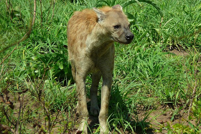 Full Day Safari in the Kruger National Park from Hazyview - Value for money: what $126.98 gets you in Kruger