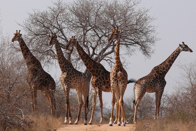 Full Day Safari in the Kruger National Park from Hazyview - Entering Kruger: how the first drive sets your odds