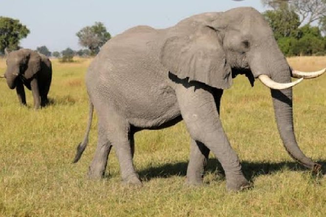 Full Day Safari Tour of Pilanesberg National Park, Open Jeep experience - Open-Jeep Pilanesberg Safari: Why this day trip makes sense from Johannesburg