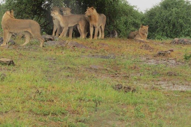 Full Day Safari Tour of Pilanesberg National Park, Open Jeep experience - The morning run: pickup timing and what to expect before the game drive