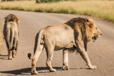 Full Day Safari Tour of Pilanesberg National Park, Open Jeep experience