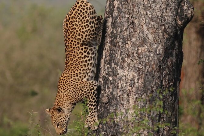 Full Day Safari Tour of Pilanesberg National Park, Open Jeep experience - Staff and safety: what stands out from real guide-driver stories