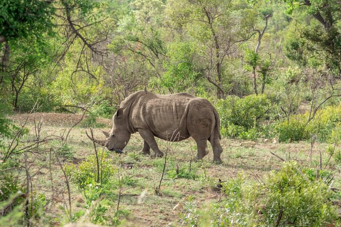 Full Day Safari Tour of Pilanesberg National Park, Open Jeep experience - How often you’ll see the Big Five, and what to do with the uncertainty