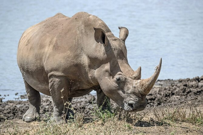 Full Day Safari Tour of Pilanesberg National Park, Open Jeep experience - Price and value: is $155.29 per person worth it?