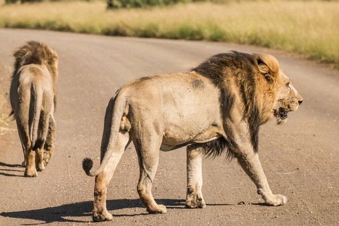 Full Day Safari Tour of Pilanesberg National Park, Open Jeep experience - What happens at Pilanesberg: your open jeep game drive experience