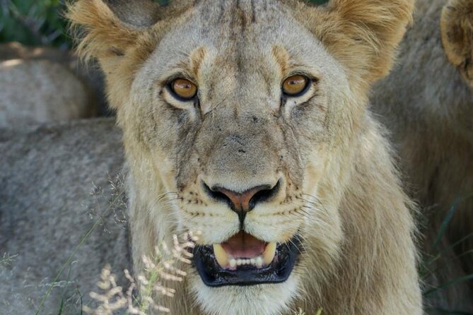 Full-Day Shared Kruger National Park Safari from Hoedspruit - Key highlights worth knowing
