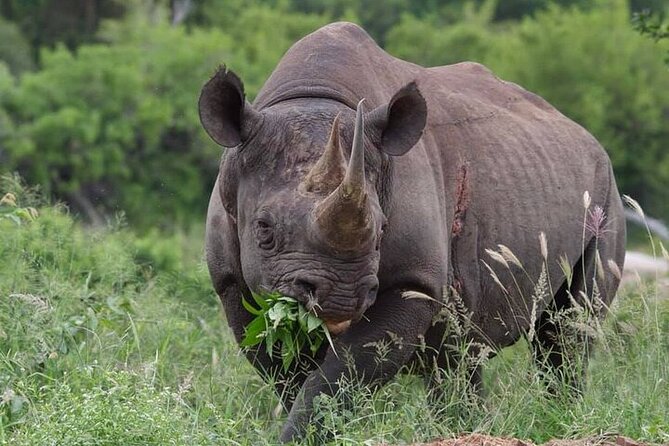 Full-Day Shared Kruger National Park Safari from Hoedspruit - Your guide matters: what Eddie-style guidance looks like in practice