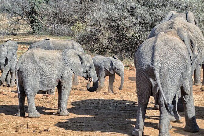 Full-Day Shared Kruger National Park Safari from Hoedspruit - Price and value: is $129.80 a fair deal?