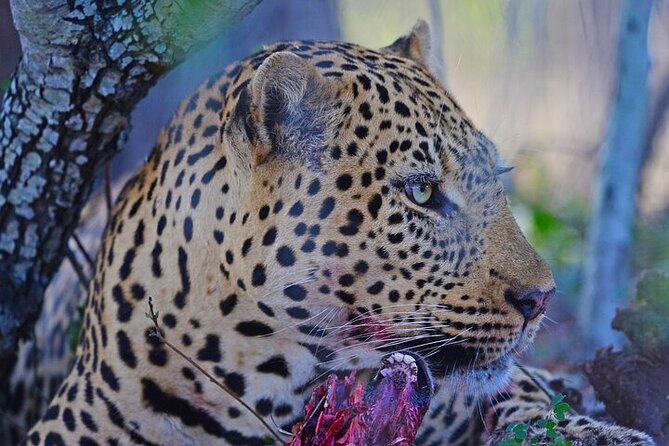Full-Day Shared Kruger National Park Safari from Hoedspruit - Logistics that affect your day more than you think