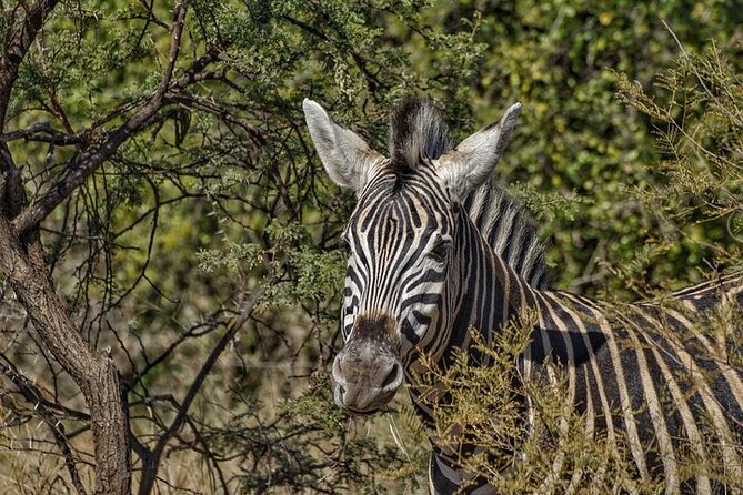 Full-Day Shared Kruger National Park Safari from Hoedspruit - Open-vehicle safari from Hoedspruit: comfort and visibility