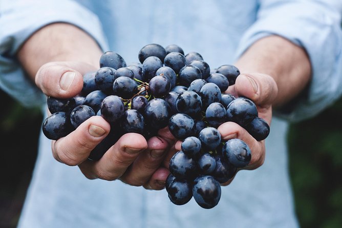 Full-Day Stellenbosch, Franschhoek and Paarl Wine Tasting Tour from Cape Town - The guide and group size factor: why it can feel magical or rushed