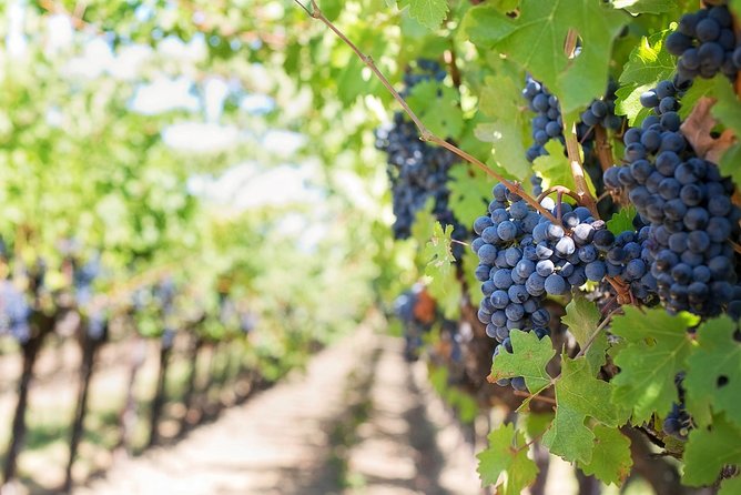 Full-Day Stellenbosch, Franschhoek and Paarl Wine Tasting Tour from Cape Town - Franschhoek wine tram ride and old Huguenot village atmosphere