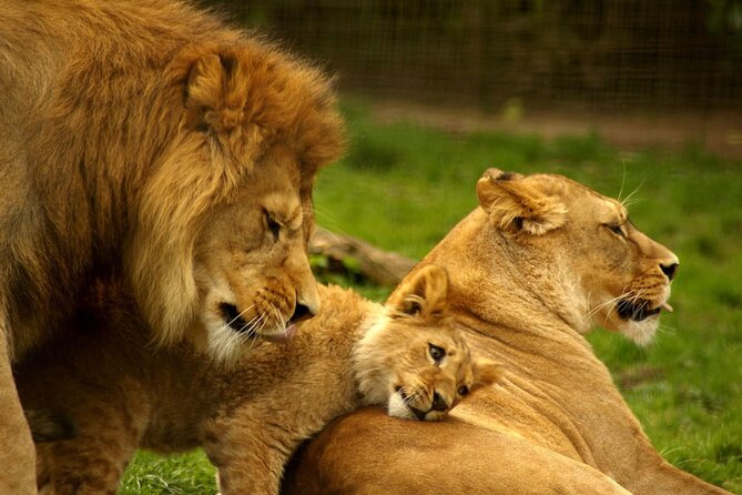 Full Day -Tala Game Reserve, Natal Lion Park, Phezulu From Durban - Key things to know before you go