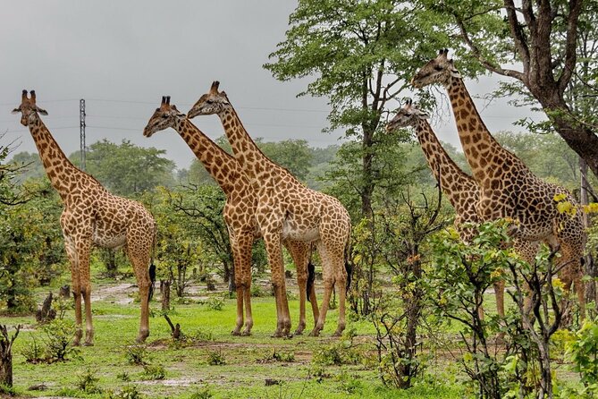 Full Day -Tala Game Reserve, Natal Lion Park, Phezulu From Durban - Durban to the African bush: why this day trip works