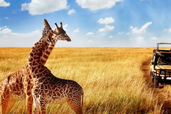 Full Day -Tala Game Reserve, Natal Lion Park, Phezulu From Durban - Phezulu Safari Park: cultural village and reptiles, with add-on costs