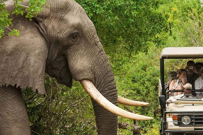 Full Day -Tala Game Reserve, Natal Lion Park, Phezulu From Durban - Price and value: what $165.21 buys you, and what to watch