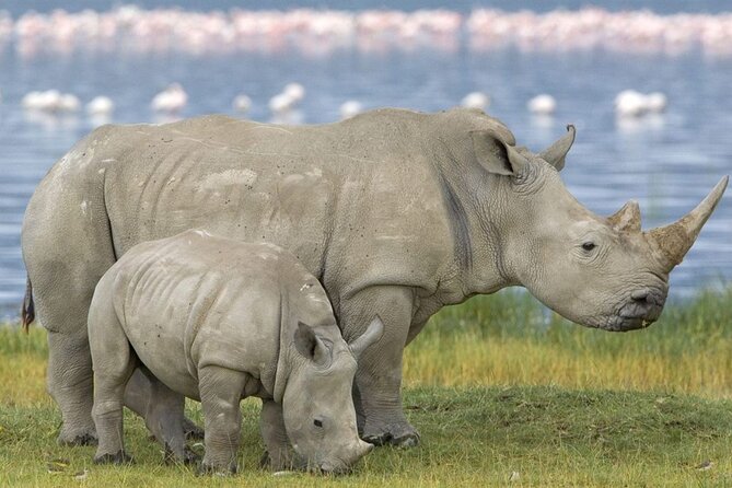 Full Day -Tala Game Reserve, Natal Lion Park, Phezulu From Durban - Who this suits best, and who might want a different plan