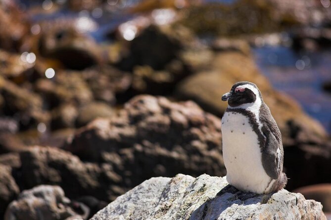 Full-Day Tour Stony Point Penguin Colony at Betty's Bay (up to 10 persons) - Key highlights worth knowing
