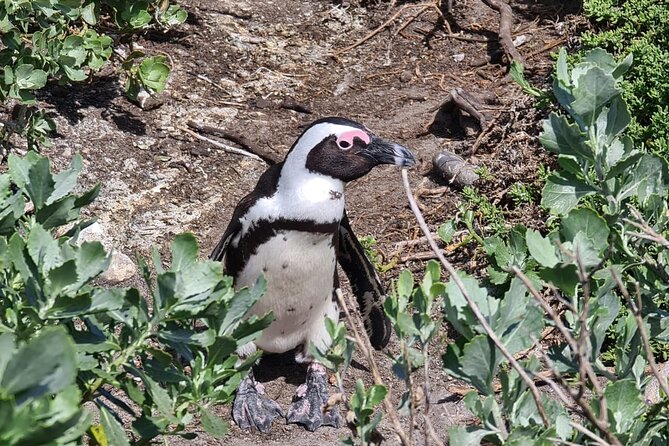 Full-Day Tour Stony Point Penguin Colony at Betty's Bay (up to 10 persons) - Gordon’s Bay and R44 Clarens Drive, where photo stops happen without chaos