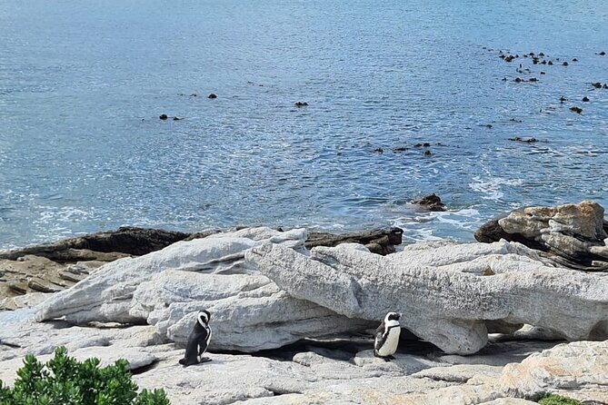 Full-Day Tour Stony Point Penguin Colony at Betty's Bay (up to 10 persons) - Stony Point Nature Reserve: African Jackass Penguins and why the walkways matter