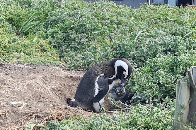 Full-Day Tour Stony Point Penguin Colony at Betty's Bay (up to 10 persons) - Where to eat: ON THE EDGE near the reserve