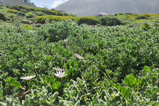 Full-Day Tour Stony Point Penguin Colony at Betty's Bay (up to 10 persons) - Price and value: is $68.42 worth it?