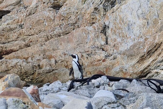 Full-Day Tour Stony Point Penguin Colony at Betty's Bay (up to 10 persons) - Pickup, timing, and how the 6-hour day actually works
