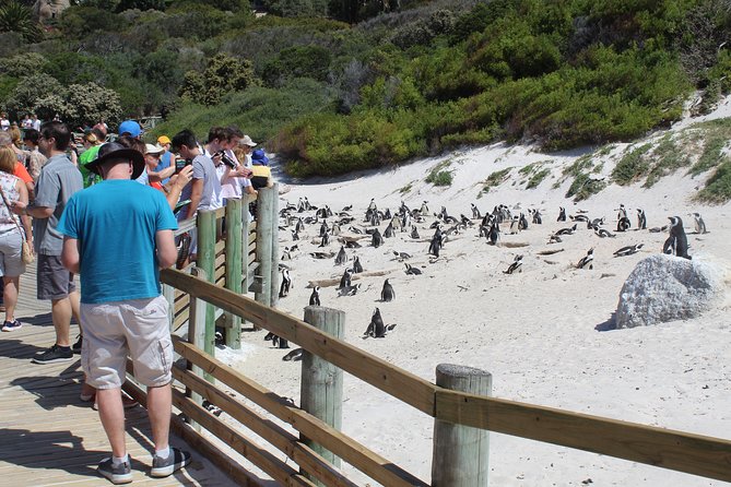 Full-Day Tour to Cape Point and Cape of Good Hope - Cape of Good Hope: wildlife, fynbos birds, and cliffside walking