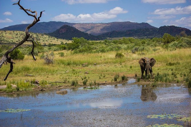 Full Day Ultimate Pilanesberg National Park Safari from Johannesburg or Pretoria - The afternoon drive timing: leaving before sunset matters