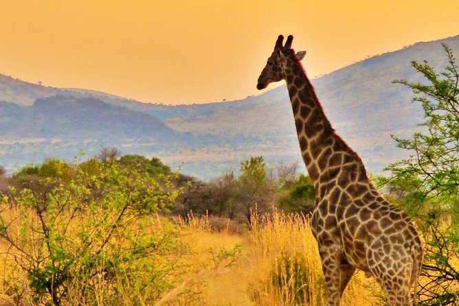 Full Day Ultimate Pilanesberg National Park Safari from Johannesburg or Pretoria - Guides and how the day actually feels in motion
