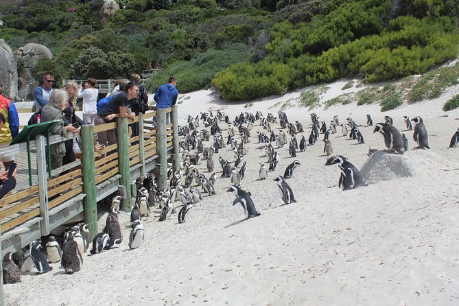 Full Day visit to Cape Point Cape of Good Hope for Special needs from Cape Town - Cape of Good Hope: Fynbos, Proteas, and Classic Cape Animals