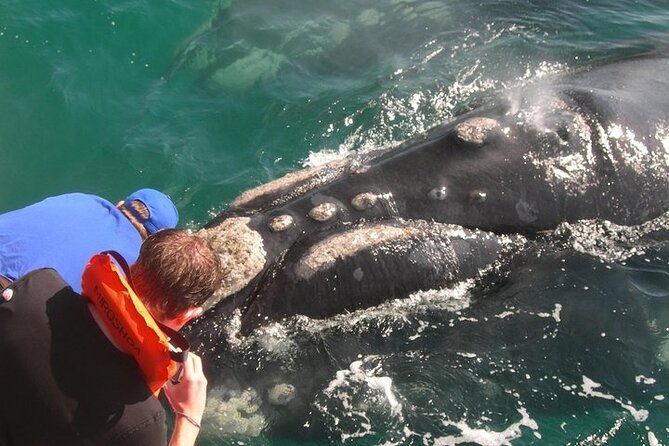 Full-Day Whale Watching and Wine Region Experience from Cape Town - A full-day route that pairs Hermanus whales with two wine estates