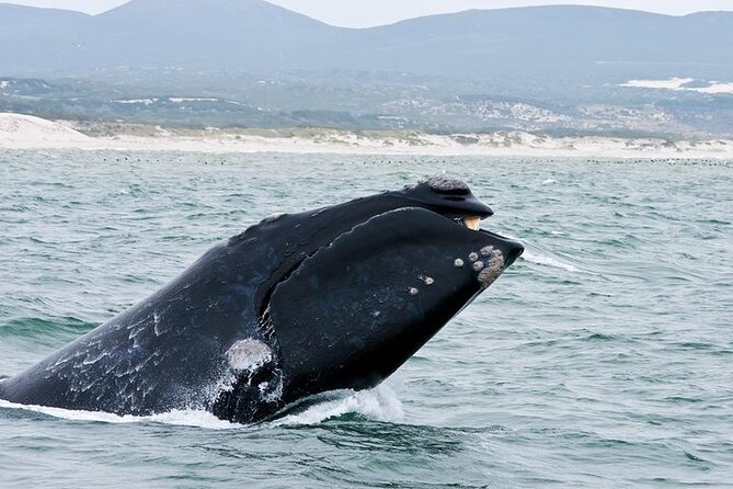 Full-Day Whale Watching and Wine Region Experience from Cape Town - Spier Wine Farm: tastings, chocolate pairing, and a kid-friendly option