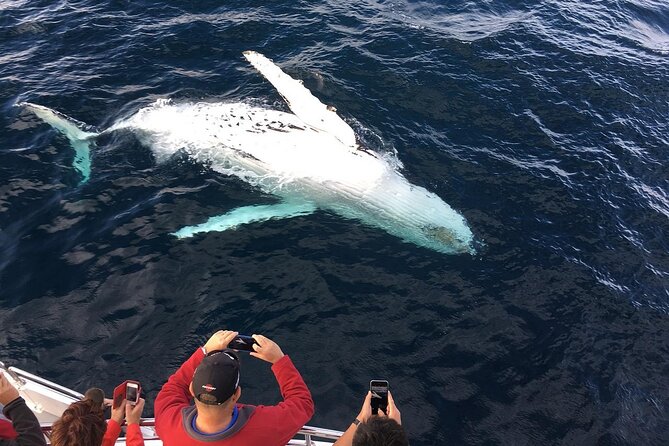 Full-Day Whale Watching and Wine Region Experience from Cape Town - Hermanus on the water: briefing, spotting whales, and sea lions up close