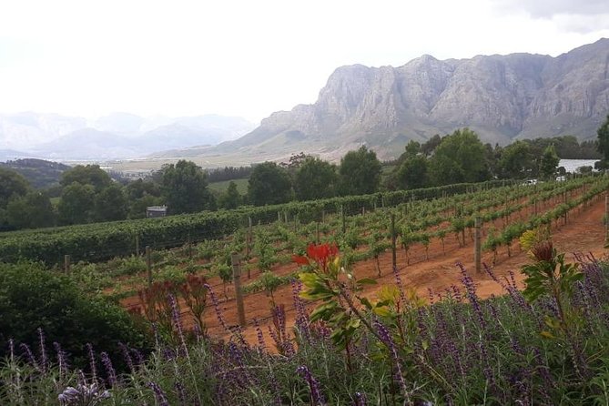 Full Day Wine Tasting in Stellenbosch, Franschoek & Paarl fees included - Stop 2 in Stellenbosch: Delaire Graff Estate for the camera-ready luxury feel