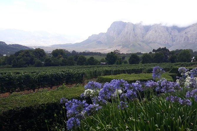 Full Day Wine Tasting in Stellenbosch, Franschoek & Paarl fees included - What you actually pay: $85 plus tasting room fees and your lunch plan
